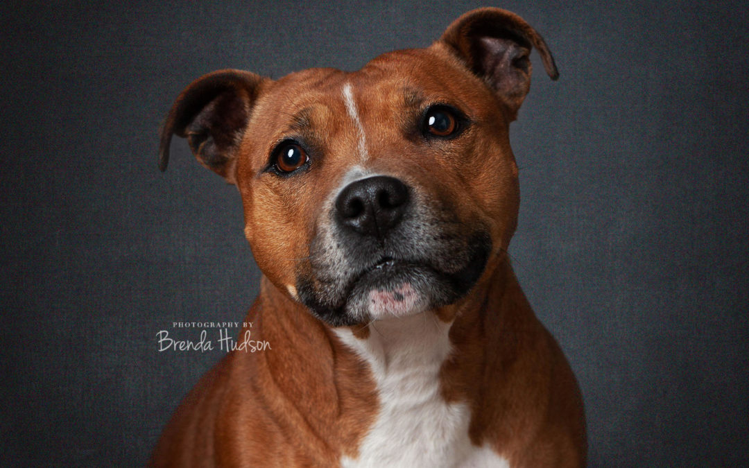 Maisy ~ Staffordshire bull Terrier ~ pet photographer in Rugeley
